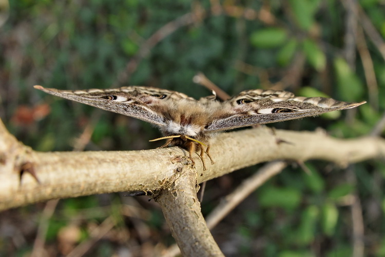 Saturnia  pavonia - femmina